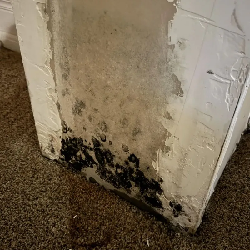 Professional Mold Removal in Rockford, IL